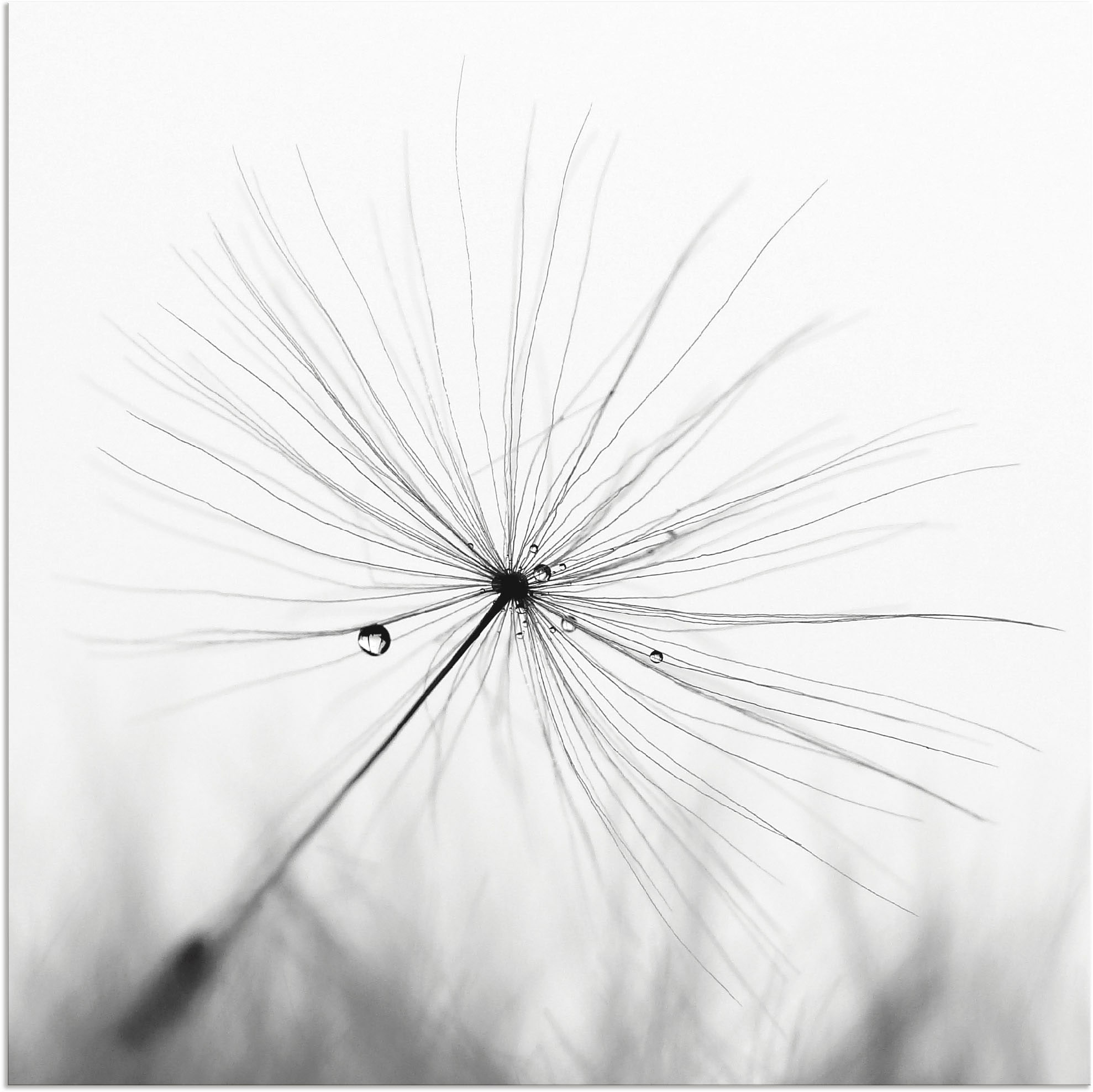Artland Wandbild »Pusteblume Schirmchen«, Blumen, (1 St.), als Alubild, Outdoorbild, Leinwandbild, Poster, Wandaufkleber