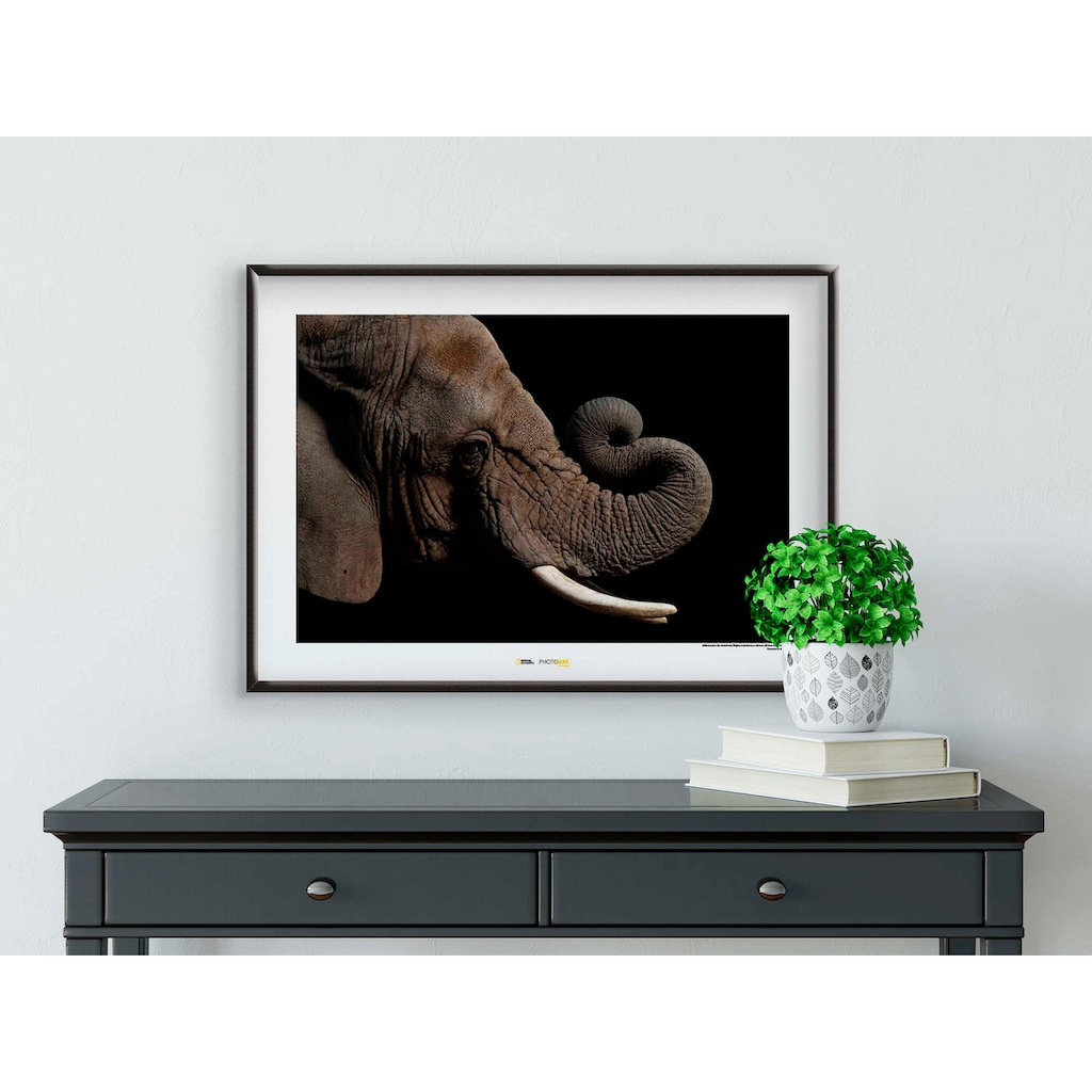 Komar Poster »African Elephant«, Tiere, Höhe: 50cm
