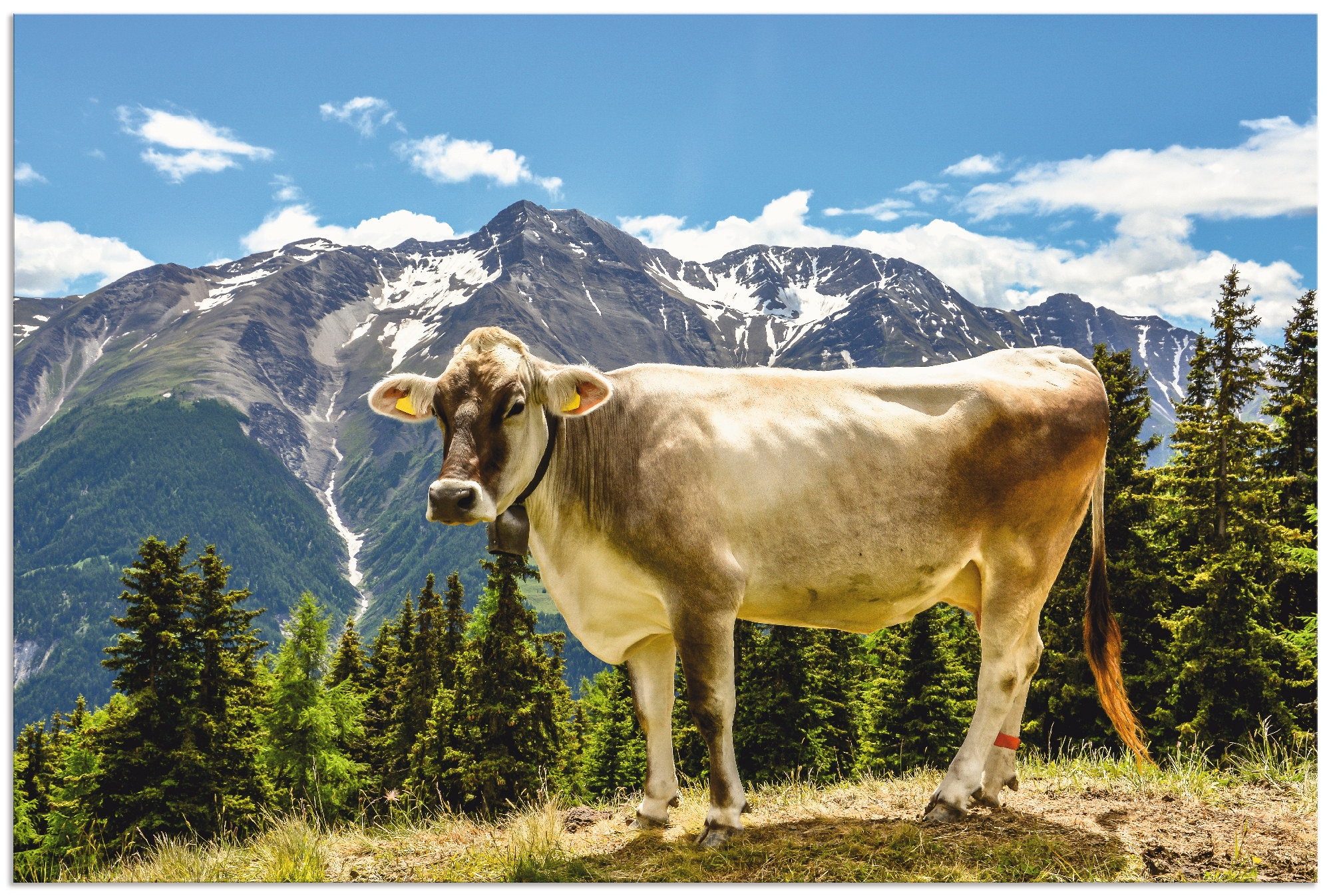 Artland Wandbild »Bergkuh in den Alpen im Sommer«, Haustiere, (1 St.), in vielen Größen & Produktarten - Alubild / Outdoorbild für den Außenbereich, Leinwandbild, Poster, Wandaufkleber / Wandtattoo auch für Badezimmer geeignet