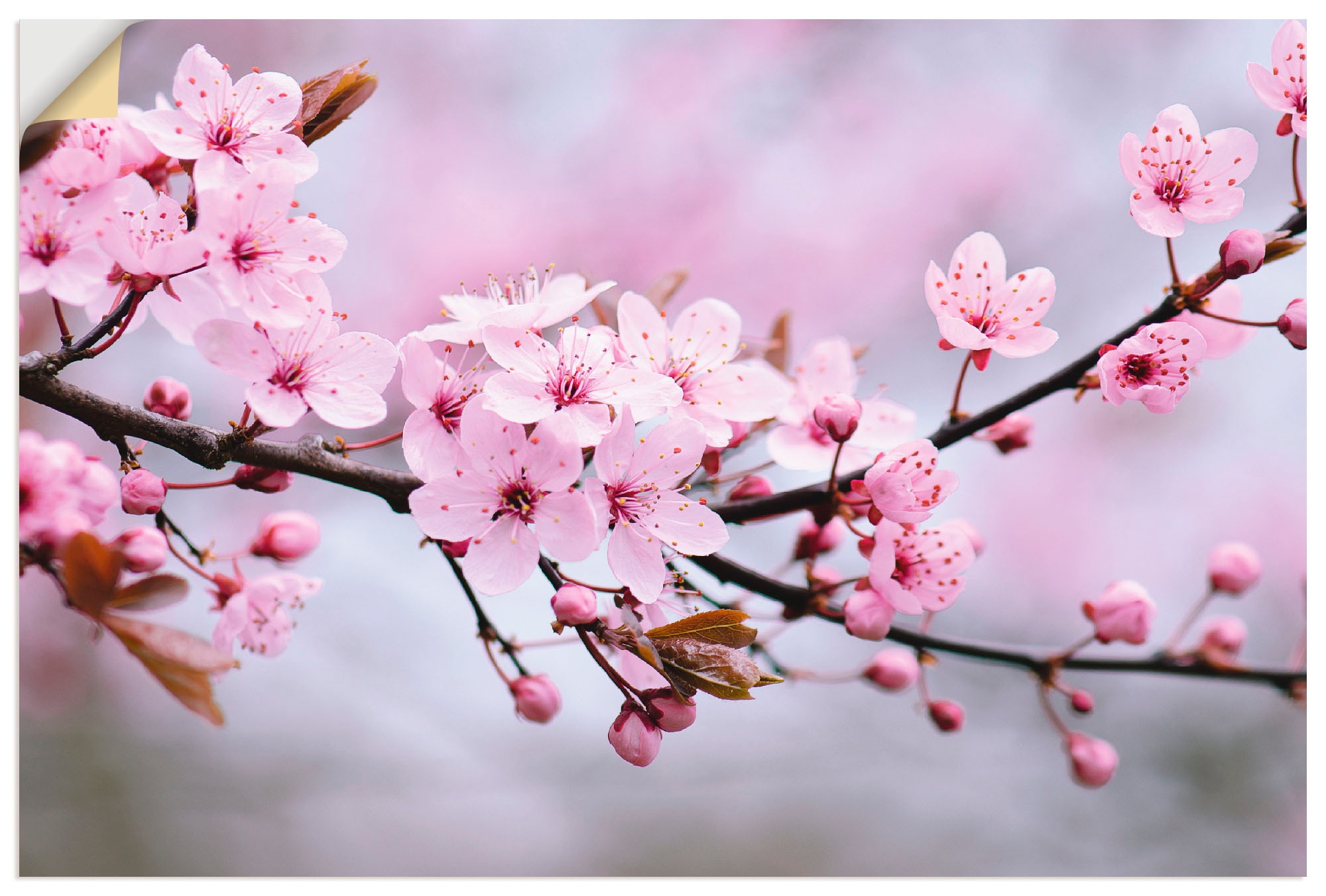 Online im bestellen Artland Blumen, OTTO Wandbild (1 St.) »Kirschblüten«, Shop