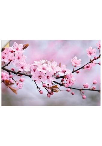 Wandbild »Kirschblüten«, Blumen, (1 St.)