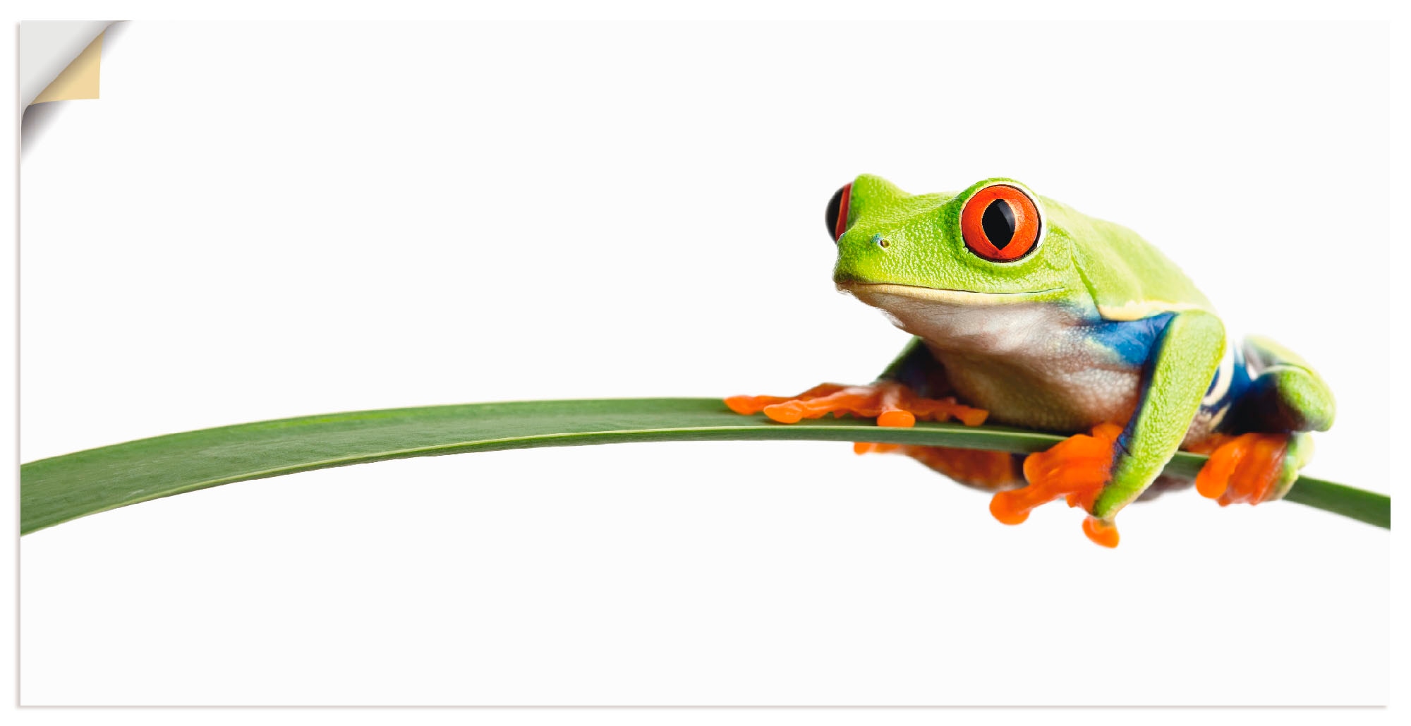 Artland Wandbild »Frosch auf einem Blatt«, Wassertiere, (1 St.), in vielen Größen & Produktarten - Alubild / Outdoorbild für den Außenbereich, Leinwandbild, Poster, Wandaufkleber / Wandtattoo auch für Badezimmer geeignet