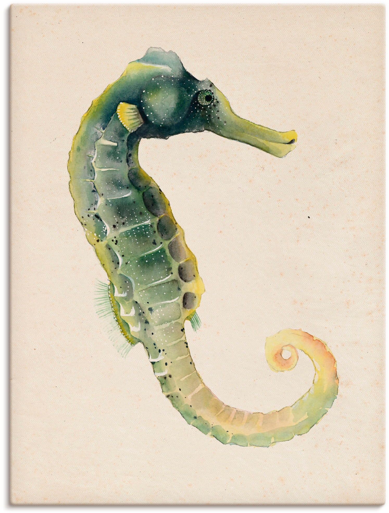 Artland Wandbild »Meeresbewohner VI«, Wassertiere, (1 St.), in vielen Größen & Produktarten - Alubild / Outdoorbild für den Außenbereich, Leinwandbild, Poster, Wandaufkleber / Wandtattoo auch für Badezimmer geeignet