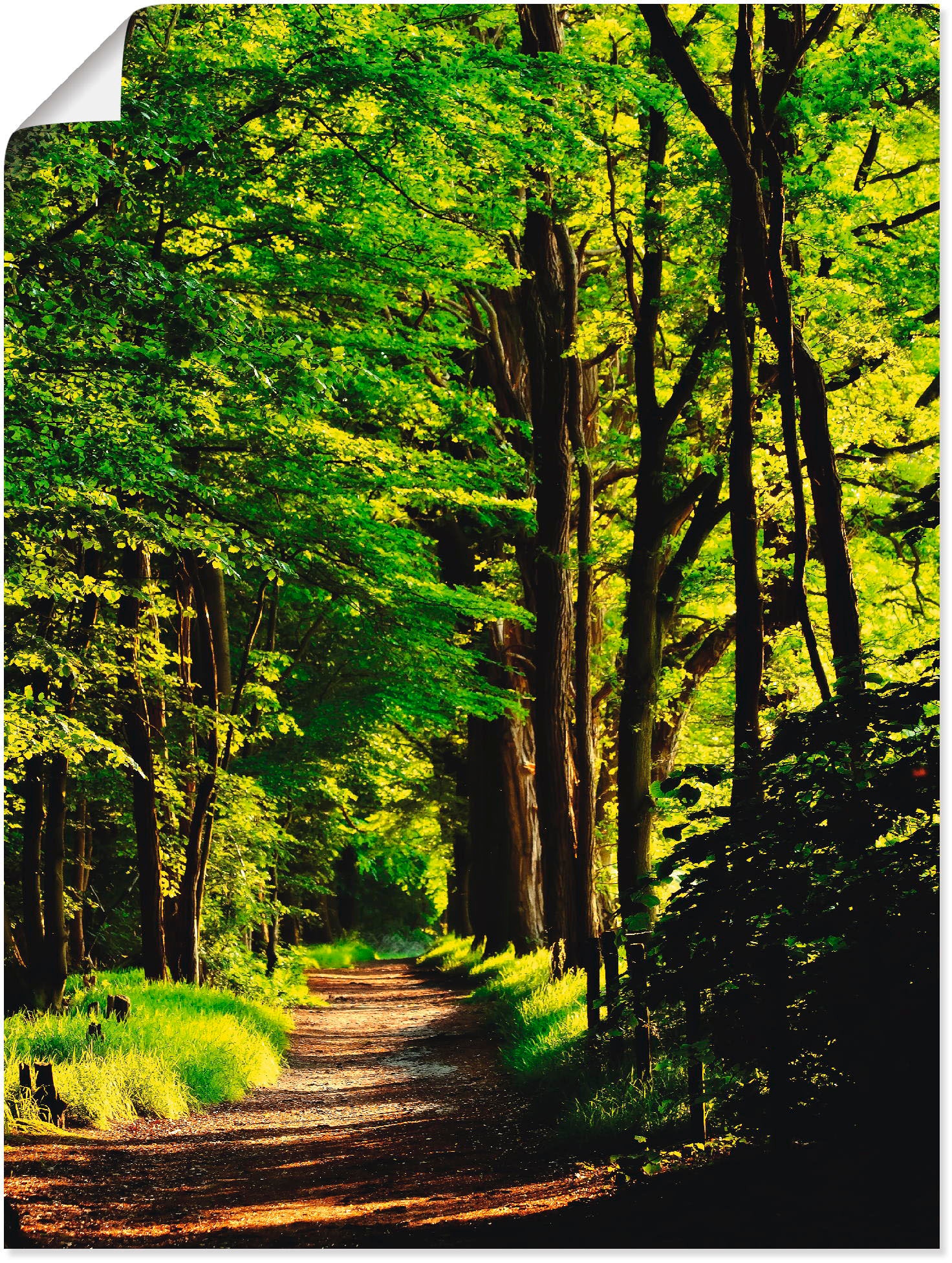 Wandbild »Weg im Wald«, Wald, (1 St.), als Alubild, Outdoorbild, Leinwandbild, Poster...