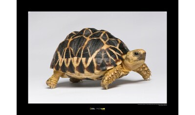 Komar Poster »Burmese Star Tortoise«, Tiere, Höhe: 50cm kaufen