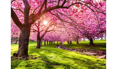 Fototapete »Cherry Tree Blossom«