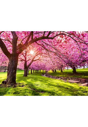 Fototapete »Cherry Tree Blossom«