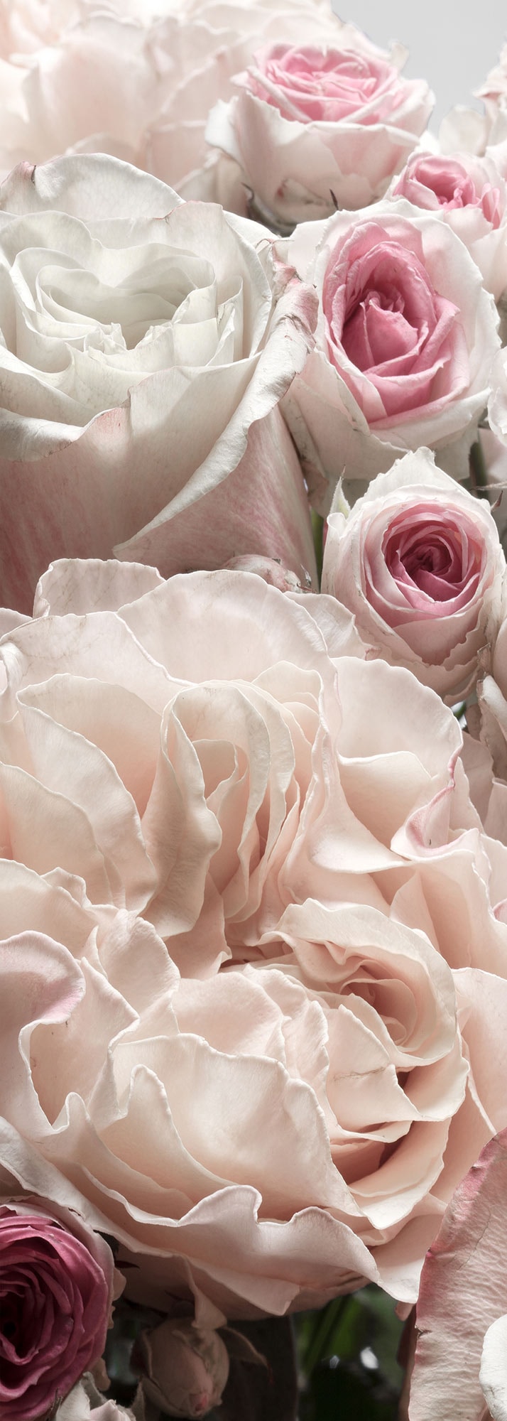 Komar Fototapete »Vlies Fototapete - Englische Rosen - Größe 100 x 280 cm« Motiv | bedruckt glatt