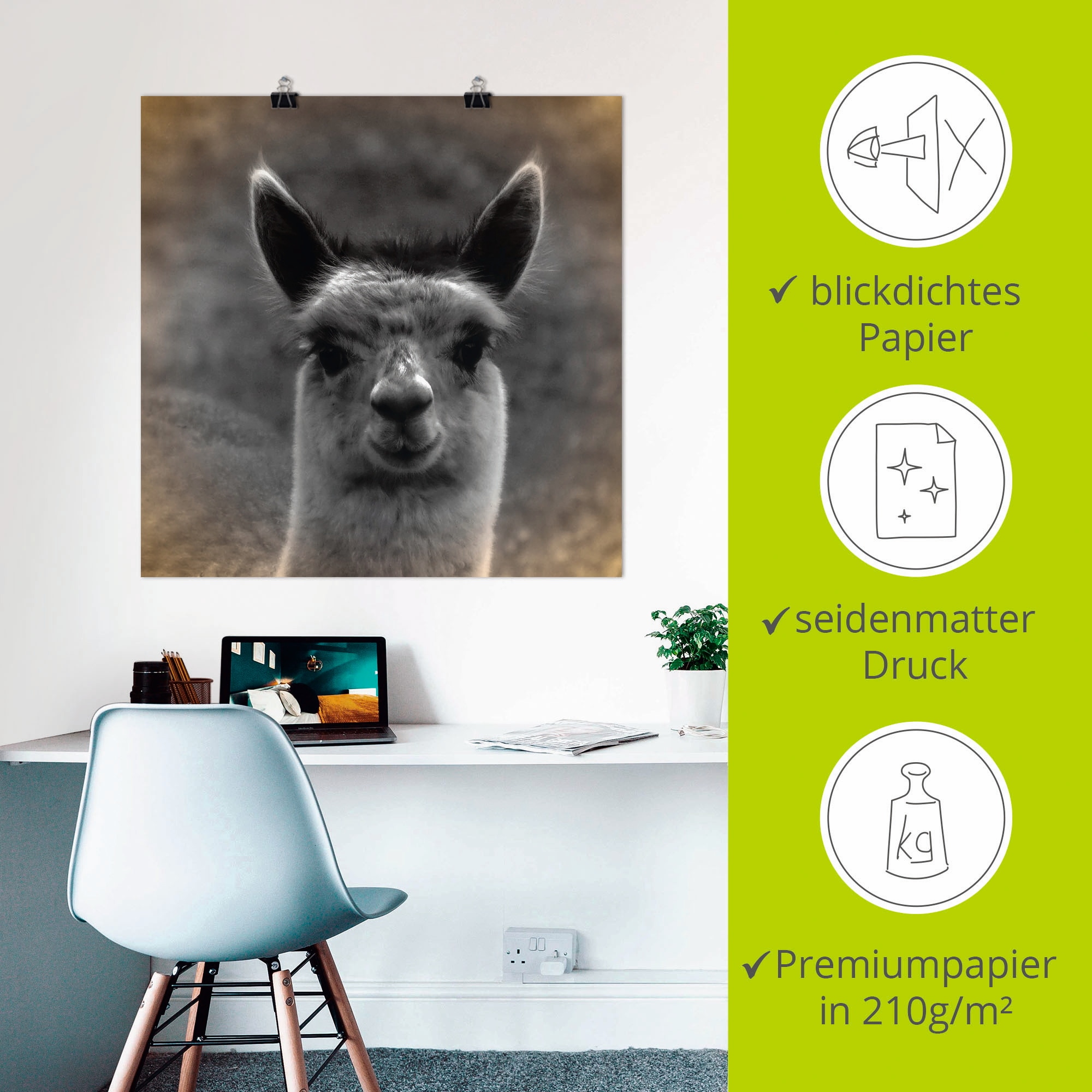Artland Wandbild »Alpaka Blick«, Wildtiere, (1 St.), als Alubild, Outdoorbild, Leinwandbild, Poster in verschied. Größen