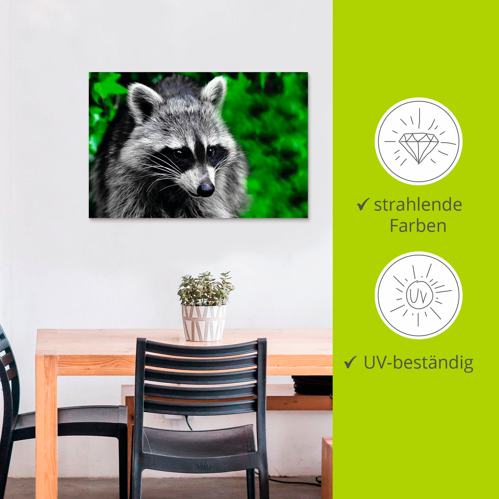 Artland Alu-Dibond-Druck »Waschbär«, Wald, (1 St.), für Innen- und Außenbereich geeignet, Outdoorbild