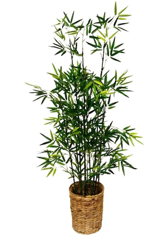 I.GE.A. Kunstpflanze »Bambus«, (1 St.) kaufen