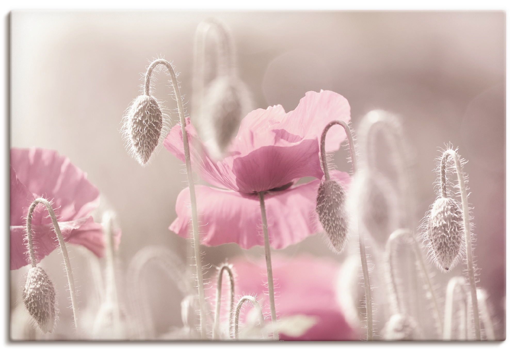 Artland Wandbild »Rosa Mohnblumen Zeit«, Blumen, (1 St.), in vielen Größen & Produktarten - Alubild / Outdoorbild für den Außenbereich, Leinwandbild, Poster, Wandaufkleber / Wandtattoo auch für Badezimmer geeignet