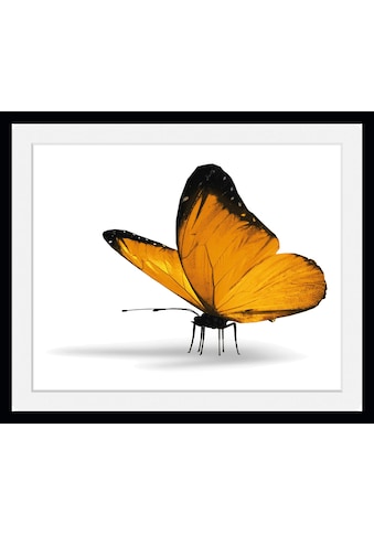 queence Bild »Maria 1.0«, Schmetterlinge, (1 St.) kaufen