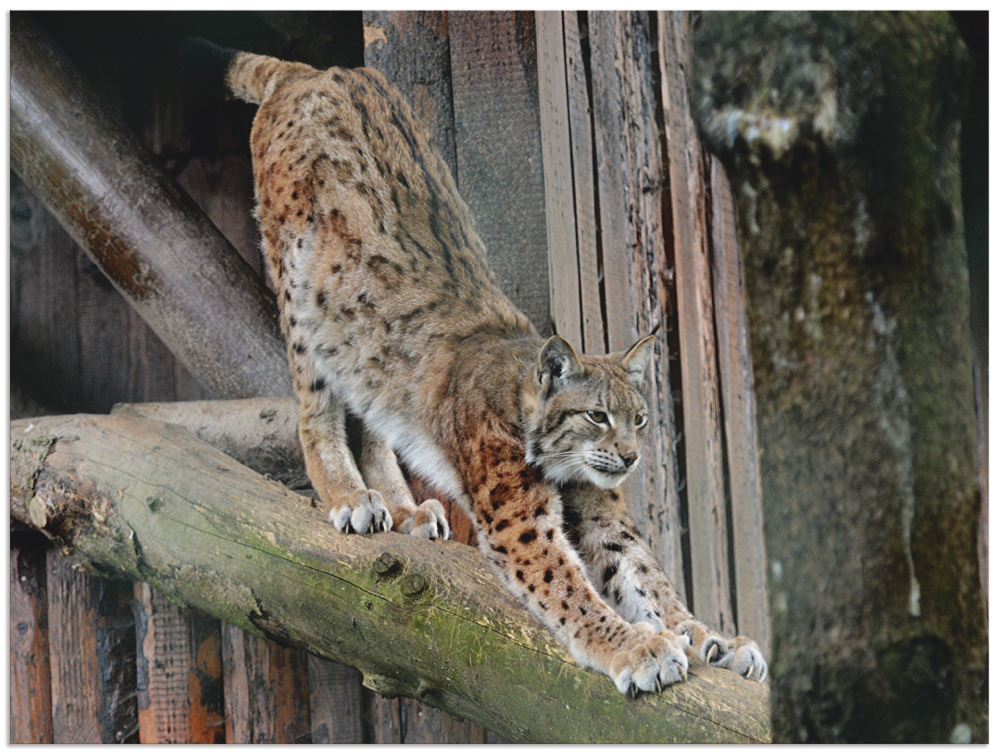 Artland Wandbild »Luchs I«, Wildtiere, (1 St.), in vielen Größen & Produktarten - Alubild / Outdoorbild für den Außenbereich, Leinwandbild, Poster, Wandaufkleber / Wandtattoo auch für Badezimmer geeignet