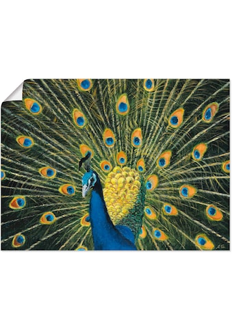 Artland Wandbild »Pfau«, Vögel, (1 St.), in vielen Größen & Produktarten - Alubild /... kaufen