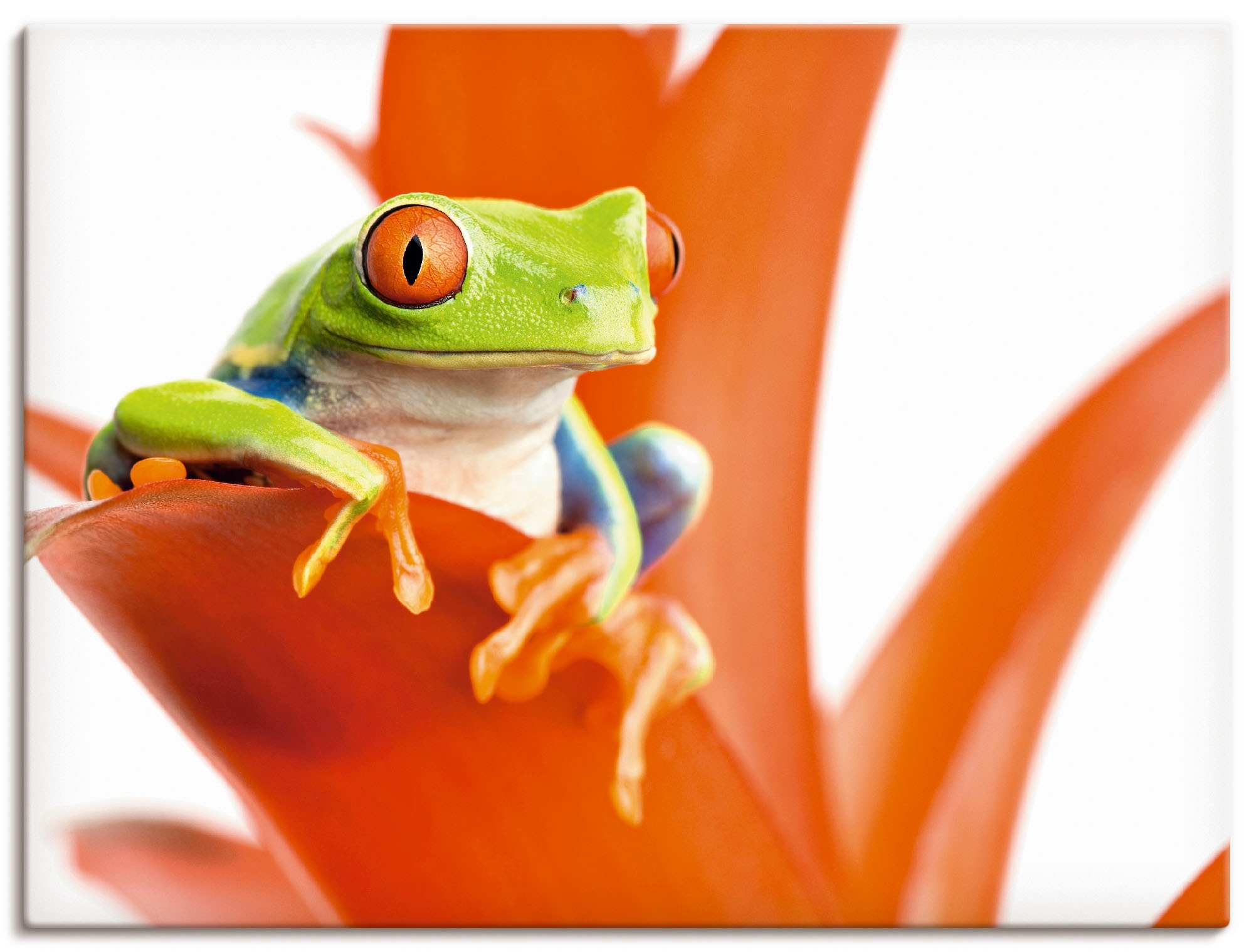Artland Wandbild »Frosch auf seinem Thron«, Wassertiere, (1 St.), in vielen Größen & Produktarten - Alubild / Outdoorbild für den Außenbereich, Leinwandbild, Poster, Wandaufkleber / Wandtattoo auch für Badezimmer geeignet