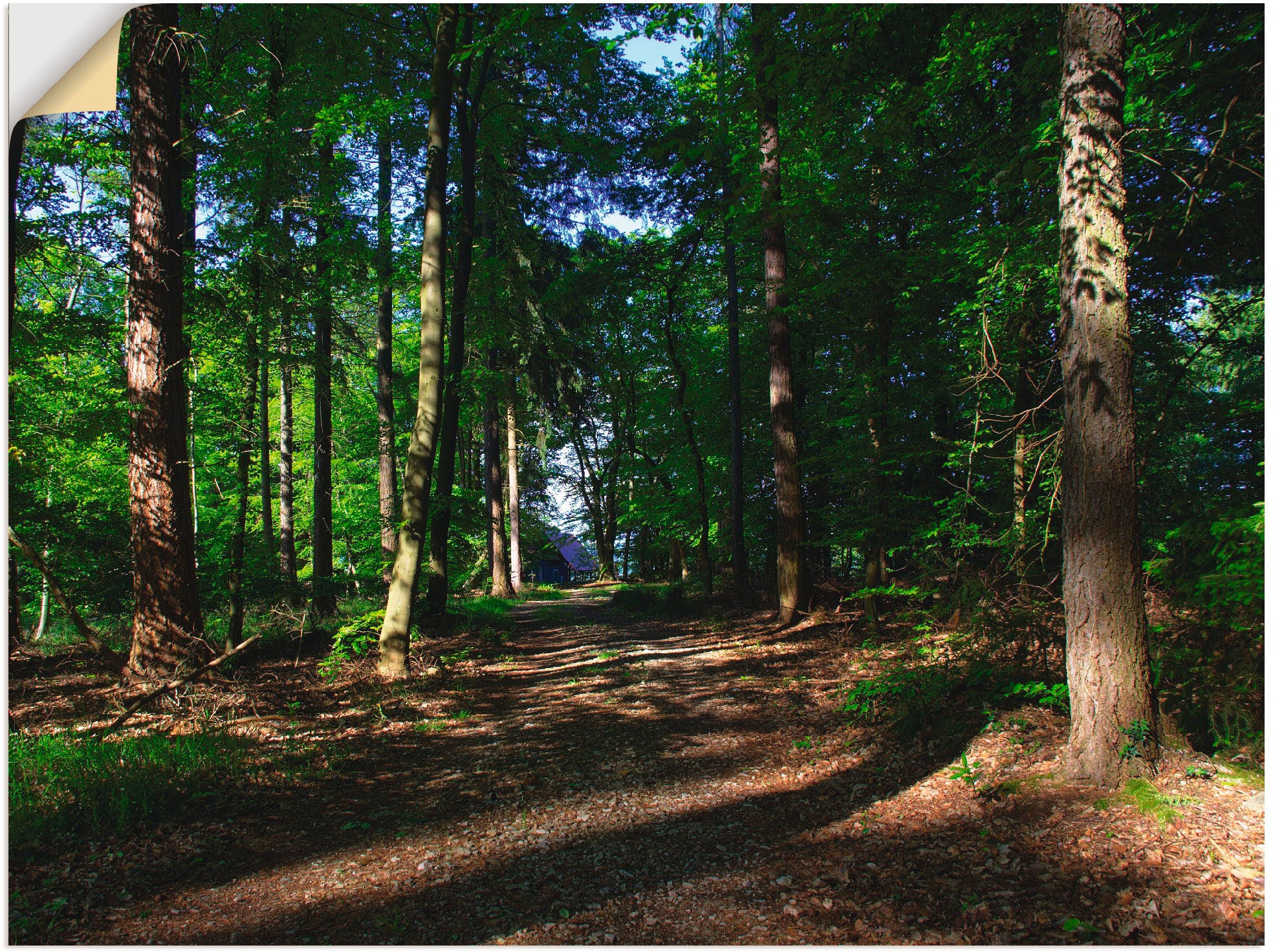 Artland Wandbild »Durch den grünen Mischwald im Mai«, Wald, (1 St.), in vielen Größen & Produktarten -Leinwandbild, Poster, Wandaufkleber / Wandtattoo auch für Badezimmer geeignet