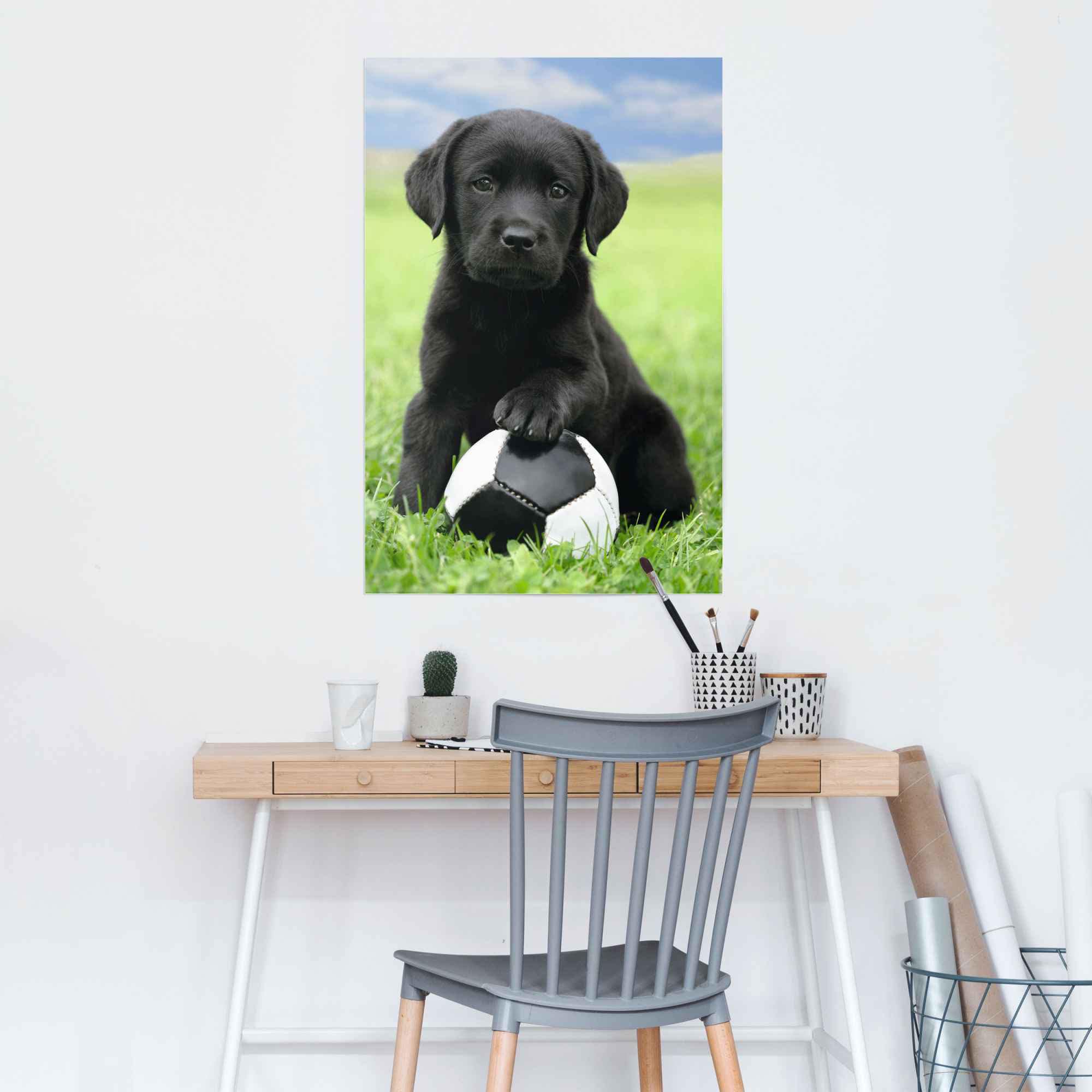 Reinders! Poster »Labrador Welpe Fußball«, (1 St.)