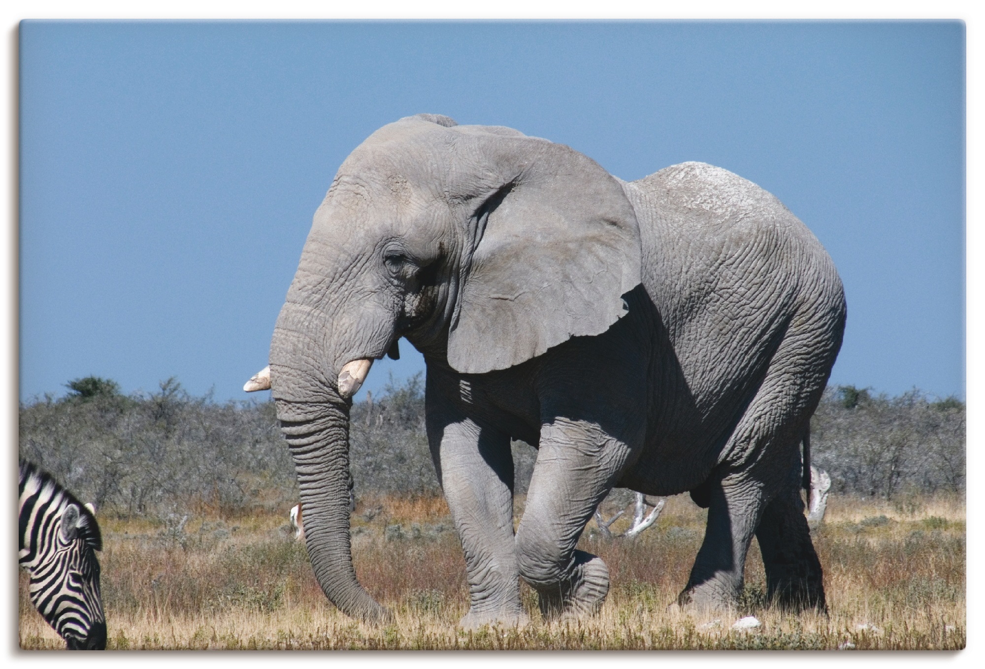 Artland Wandbild »Afrikanischer Elefant«, Wildtiere, (1 St.), in vielen Größen & Produktarten - Alubild / Outdoorbild für den Außenbereich, Leinwandbild, Poster, Wandaufkleber / Wandtattoo auch für Badezimmer geeignet