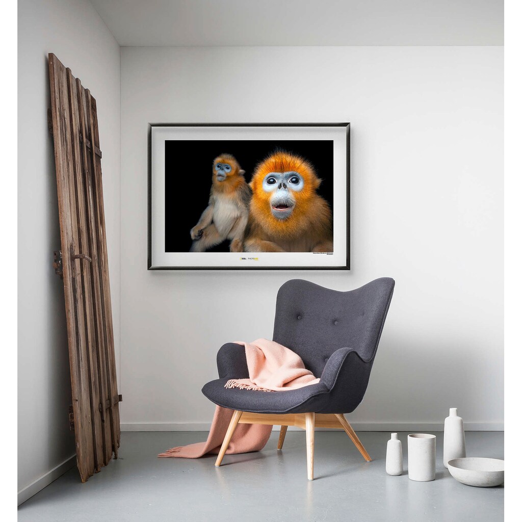 Komar Poster »Golden Snub-nosed Monkey«, Tiere