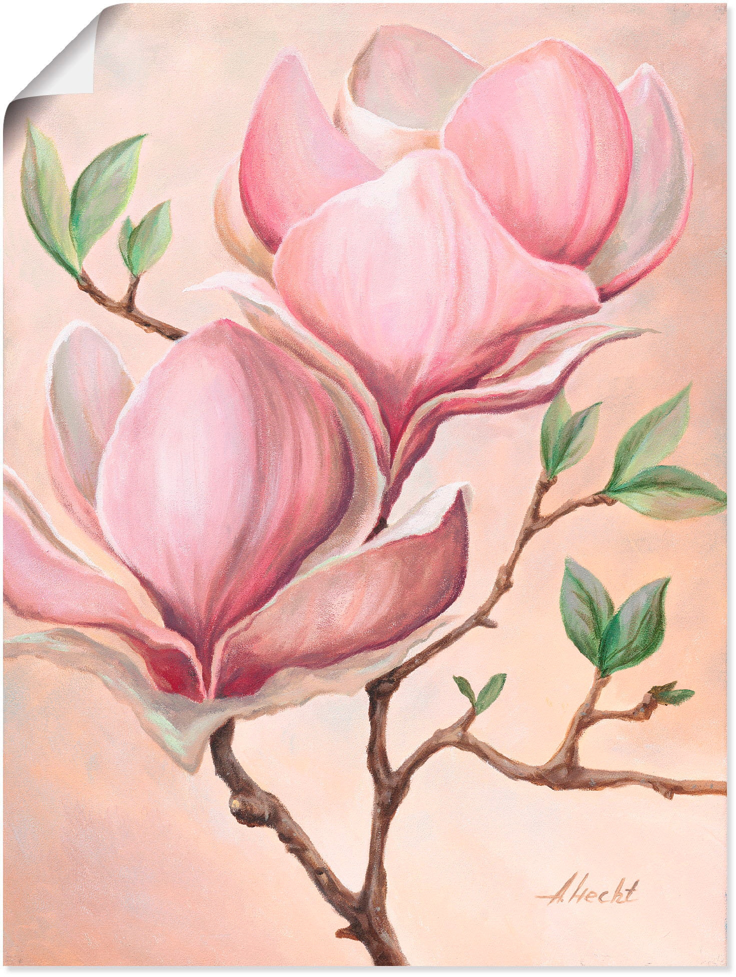 Artland Wandbild »Magnolienblüten«, Blumen, (1 St.), als Leinwandbild, Poster in verschied. Größen