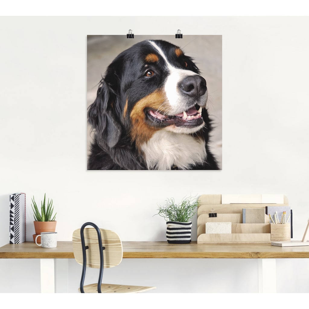 Artland Wandbild »Berner Sennenhund«, Haustiere, (1 St.)