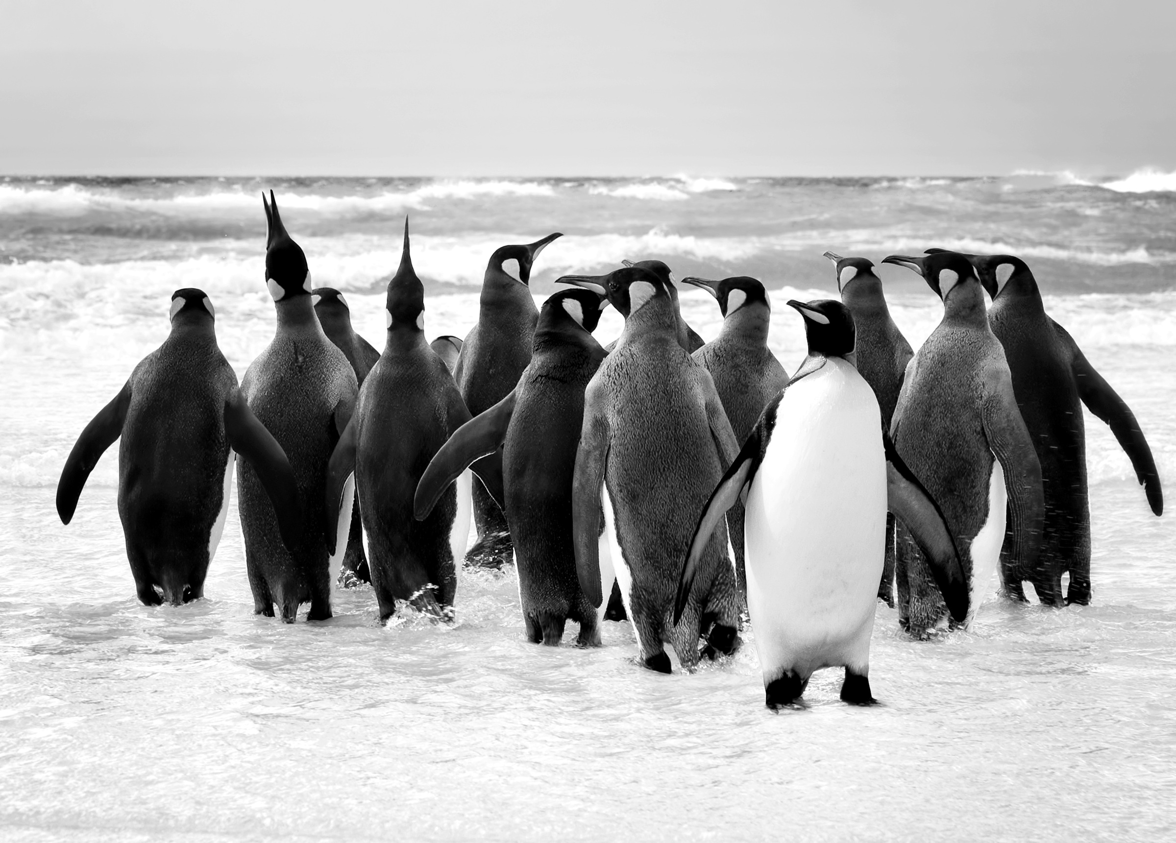 Papermoon Fototapete »Pinguin Schwarz & Weiß«