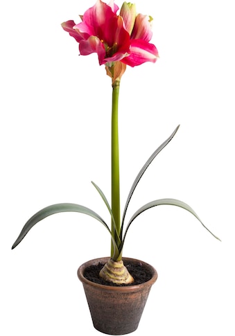Botanic-Haus Kunstblume »Amaryllis im braunen Kunststofftopf«, (1 St.) kaufen