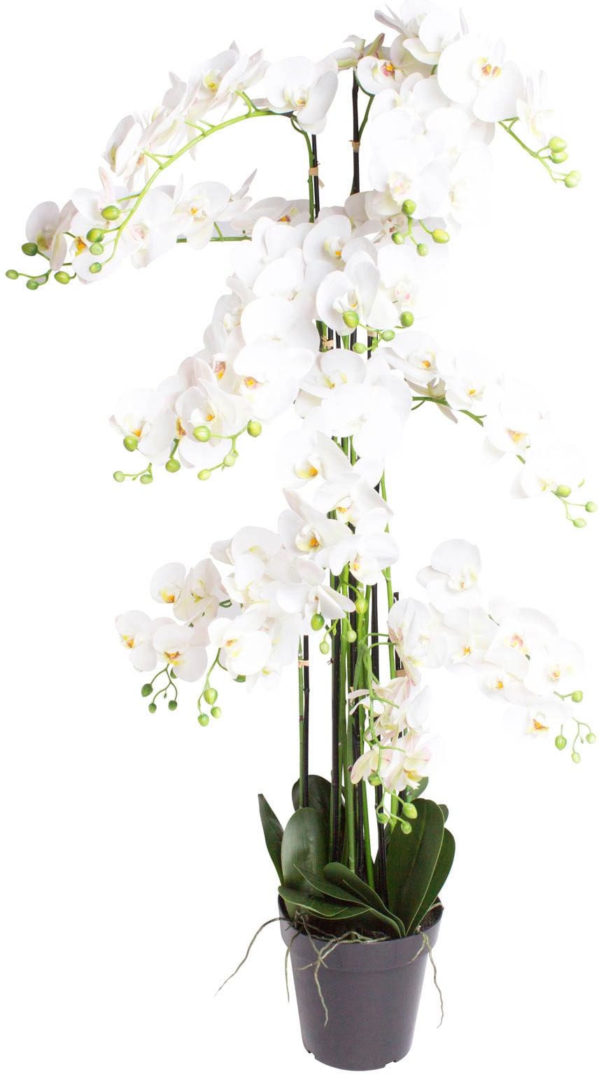 Botanic-Haus Kunstorchidee »Orchidee Bora«, (1 St.) im OTTO Online Shop