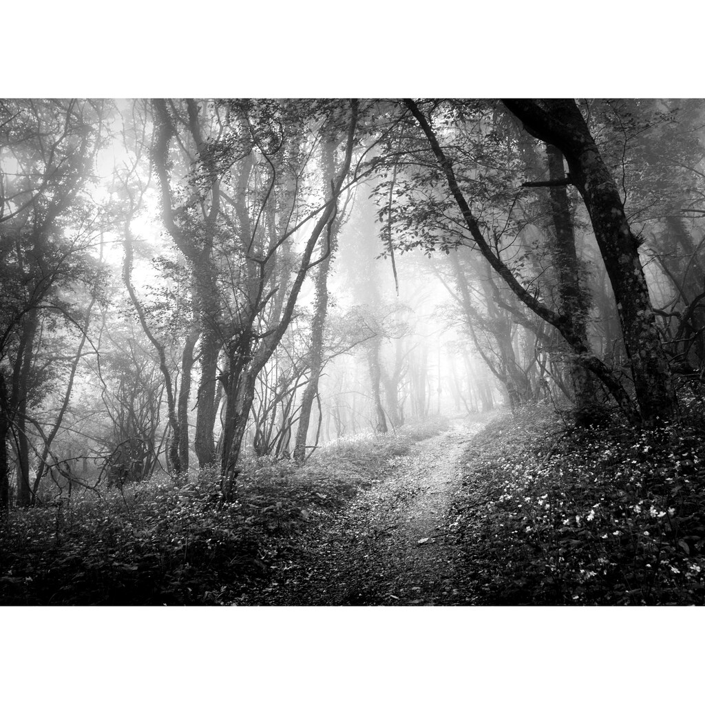 Papermoon Fototapete »Wald Schwarz & Weiß«