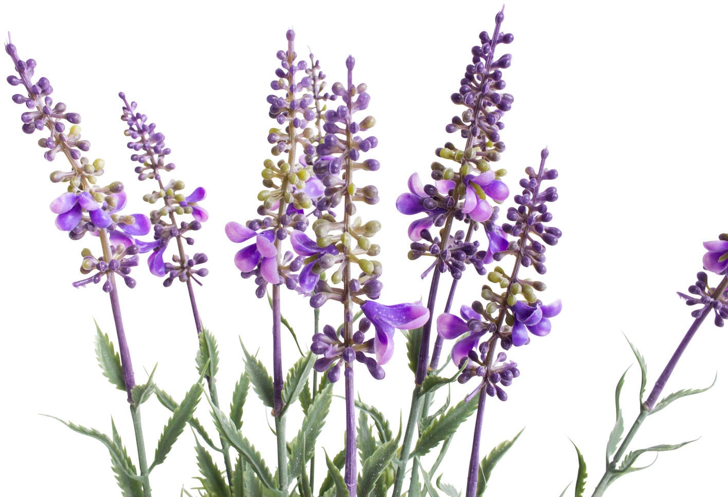 Botanic-Haus Künstliche Zimmerpflanze »Lavendel - Kräutertopf«, (1 St.) bei  OTTO