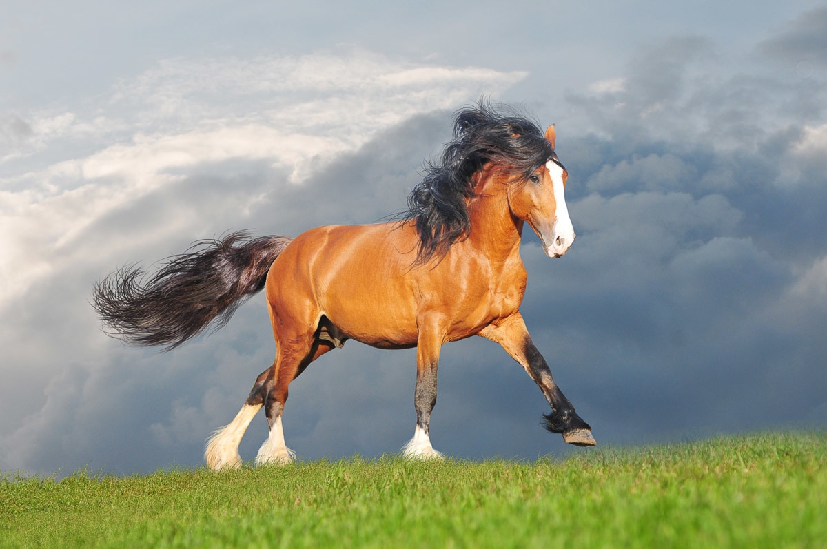 Papermoon Fototapete »Zugpferd«