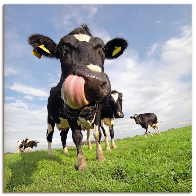 Artland Wandbild »Holstein-Kuh mit gewaltiger Zunge«, Haustiere, (1 St.),  als Alubild, Leinwandbild, Wandaufkleber oder Poster in versch. Größen  kaufen online bei OTTO