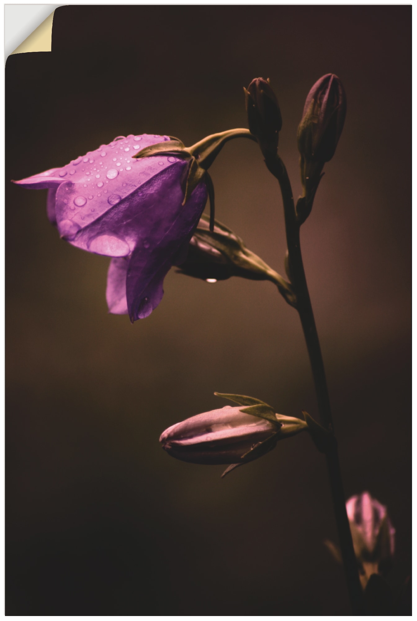 Artland Wandbild »Glockenblume«, Blumen, (1 St.), in vielen Größen & Produktarten - Alubild / Outdoorbild für den Außenbereich, Leinwandbild, Poster, Wandaufkleber / Wandtattoo auch für Badezimmer geeignet