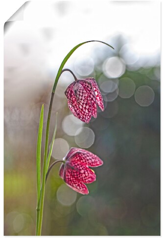 Artland Wandbild »Schachbrettblume«, Blumenbilder, (1 St.), als Alubild, Leinwandbild,... kaufen