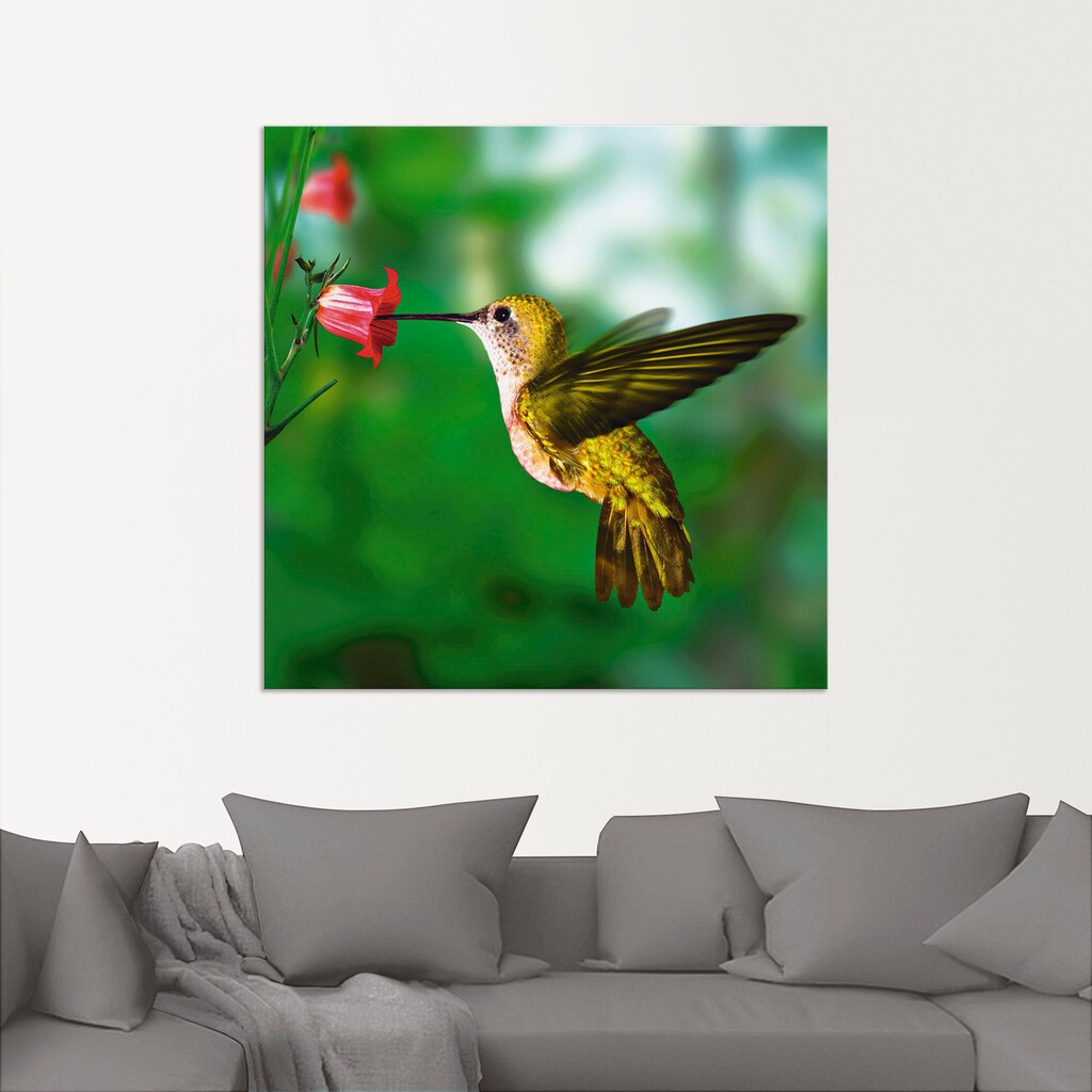 Artland Wandbild »Kolibri«, Vögel, (1 St.)