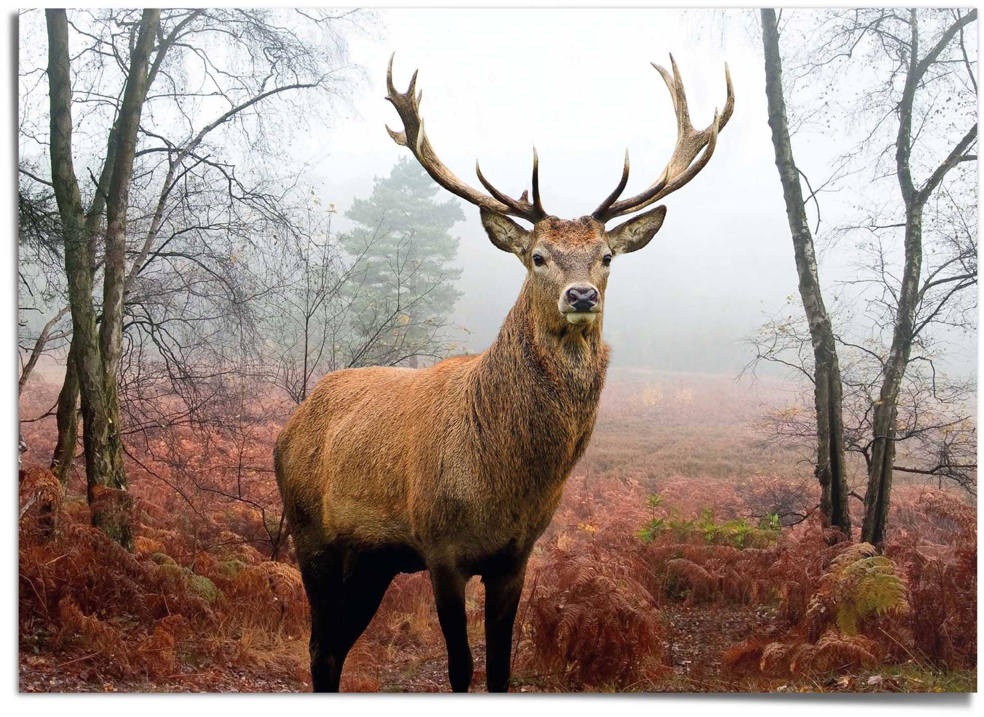 Reinders! Poster »Hirsch im Wald«