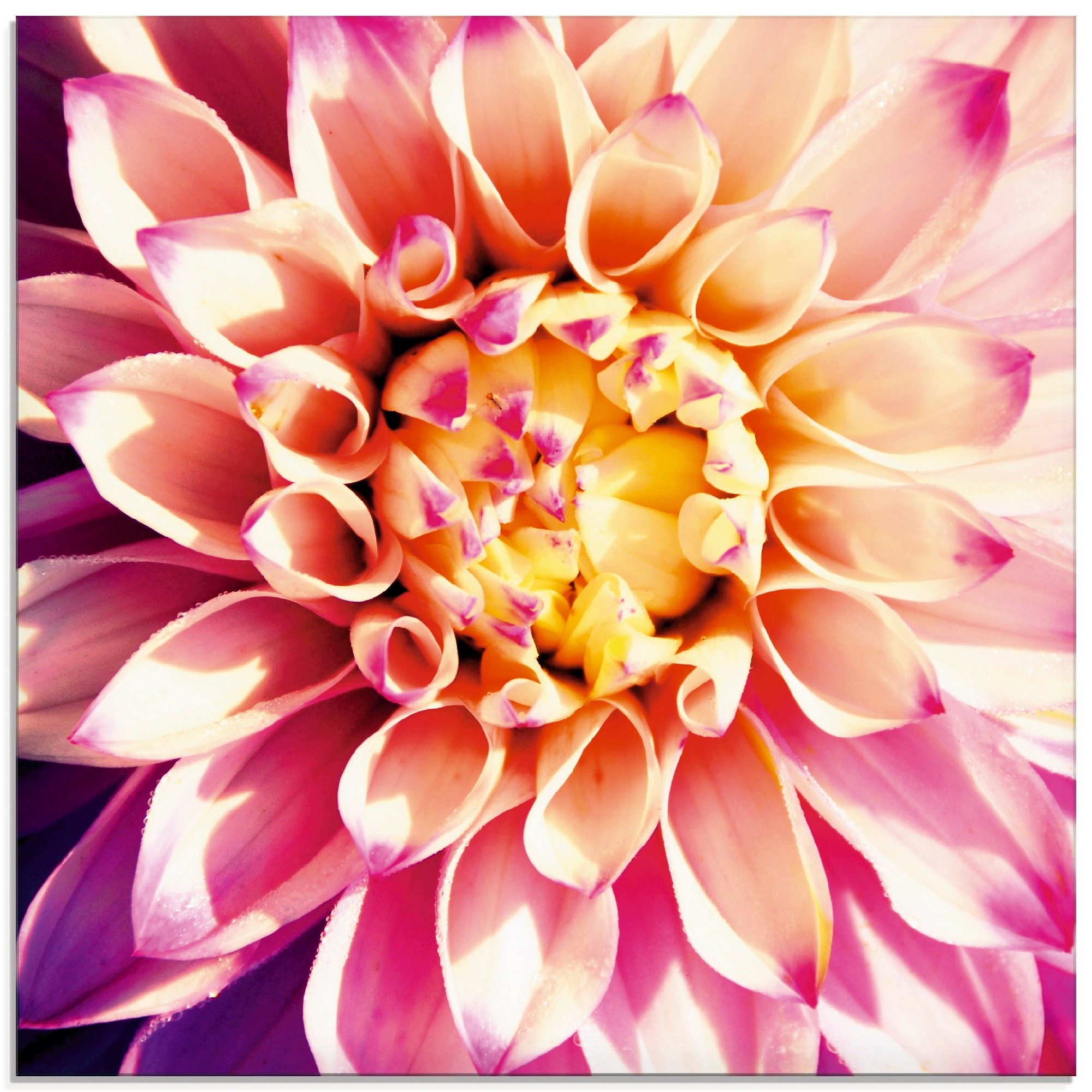Artland Glasbild »Dahlie«, Blumen, (1 St.), in verschiedenen Größen
