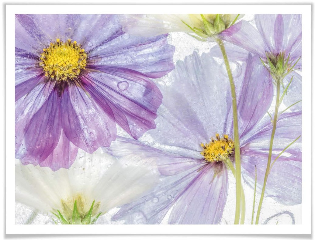 Blumen, Kunst«, Wandposter im Poster, Blau Blumen Wall-Art (1 Online St.), Poster Wandbild, OTTO Shop Bild, Lila »Florale bestellen