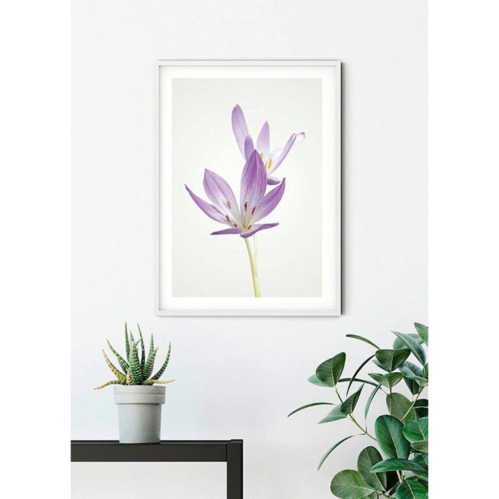 Komar Poster »Autumn Crocus«, Blumen, (1 St.)