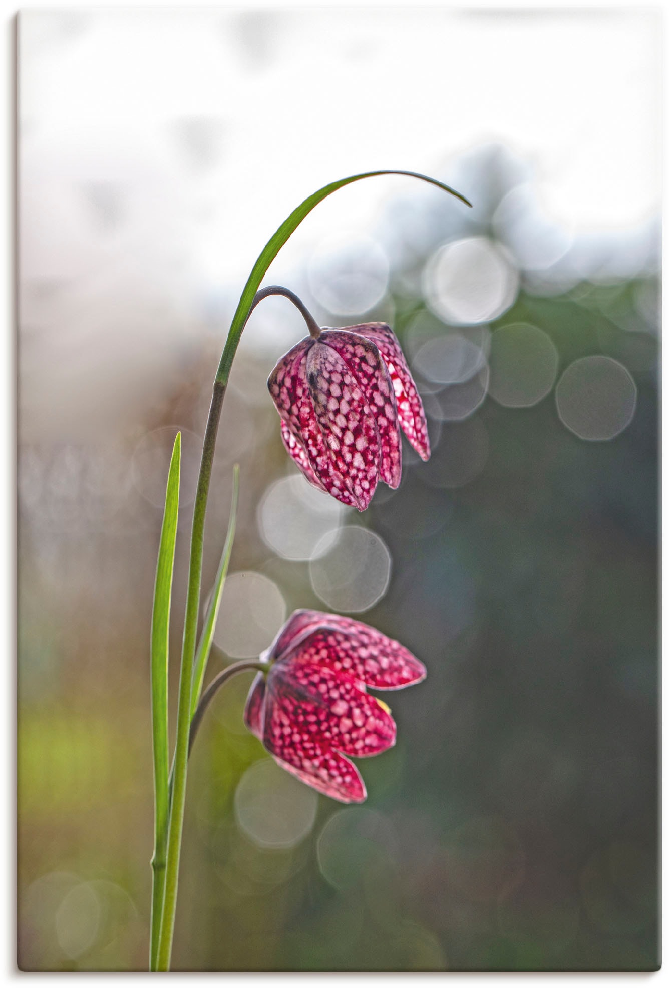 Artland Wandbild »Schachbrettblume«, Blumenbilder, online Alubild, als (1 Poster Leinwandbild, OTTO versch. Größen bestellen Wandaufkleber St.), in bei oder