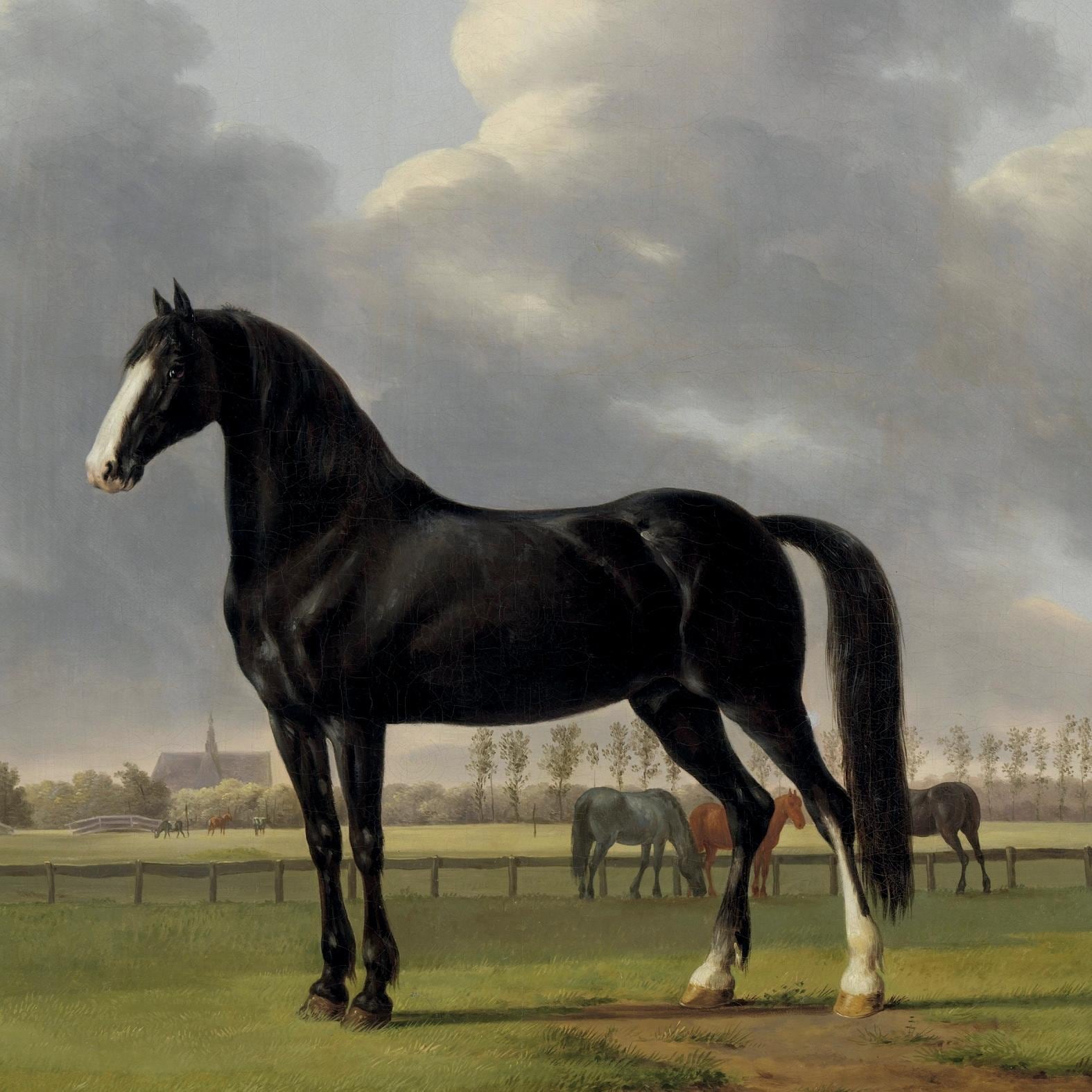 queence Dekokissen »»Pferde«« Kissenhülle ohne Füllung, 1 Stück