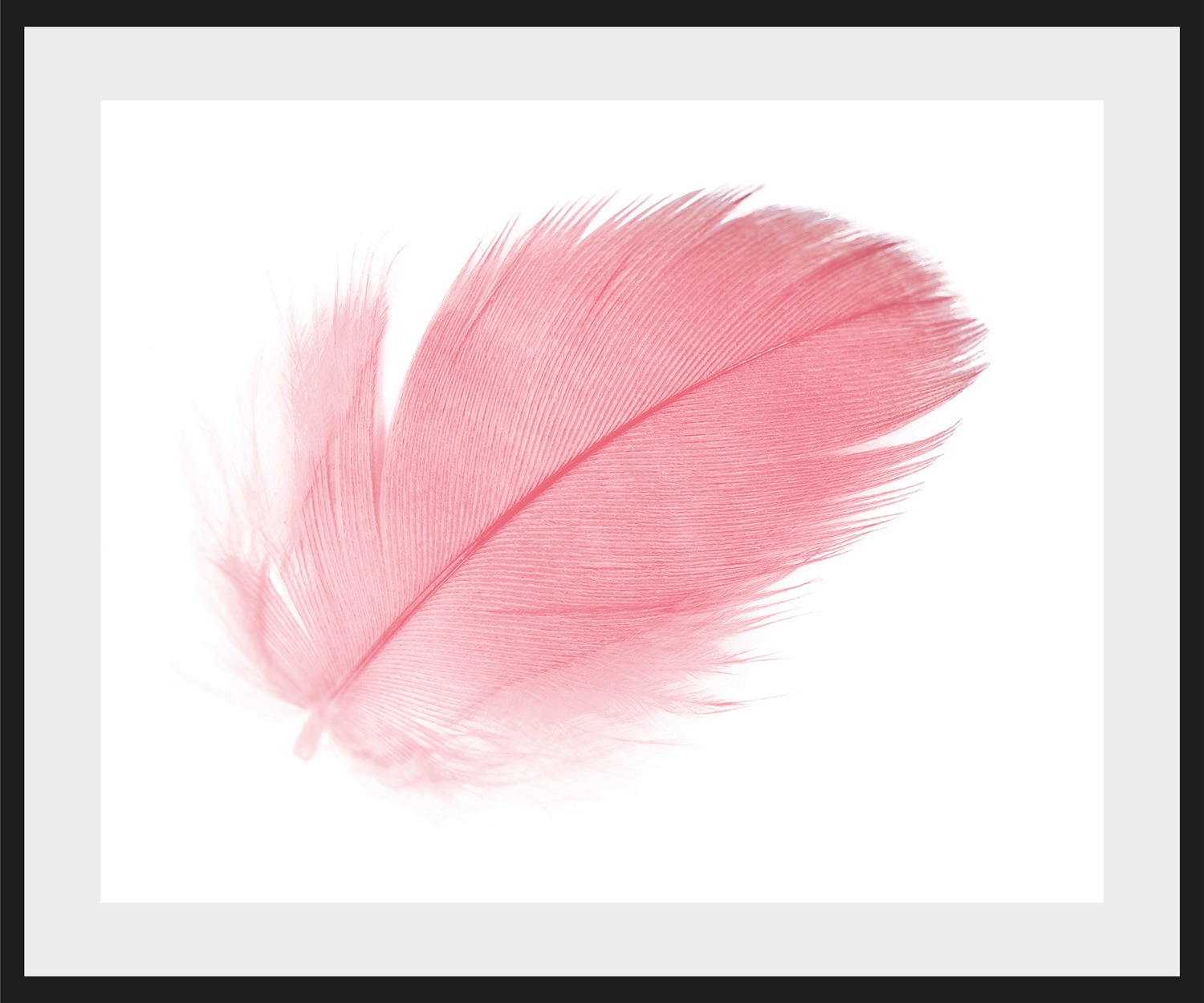 queence Bild »Finja« Federn | Kunst