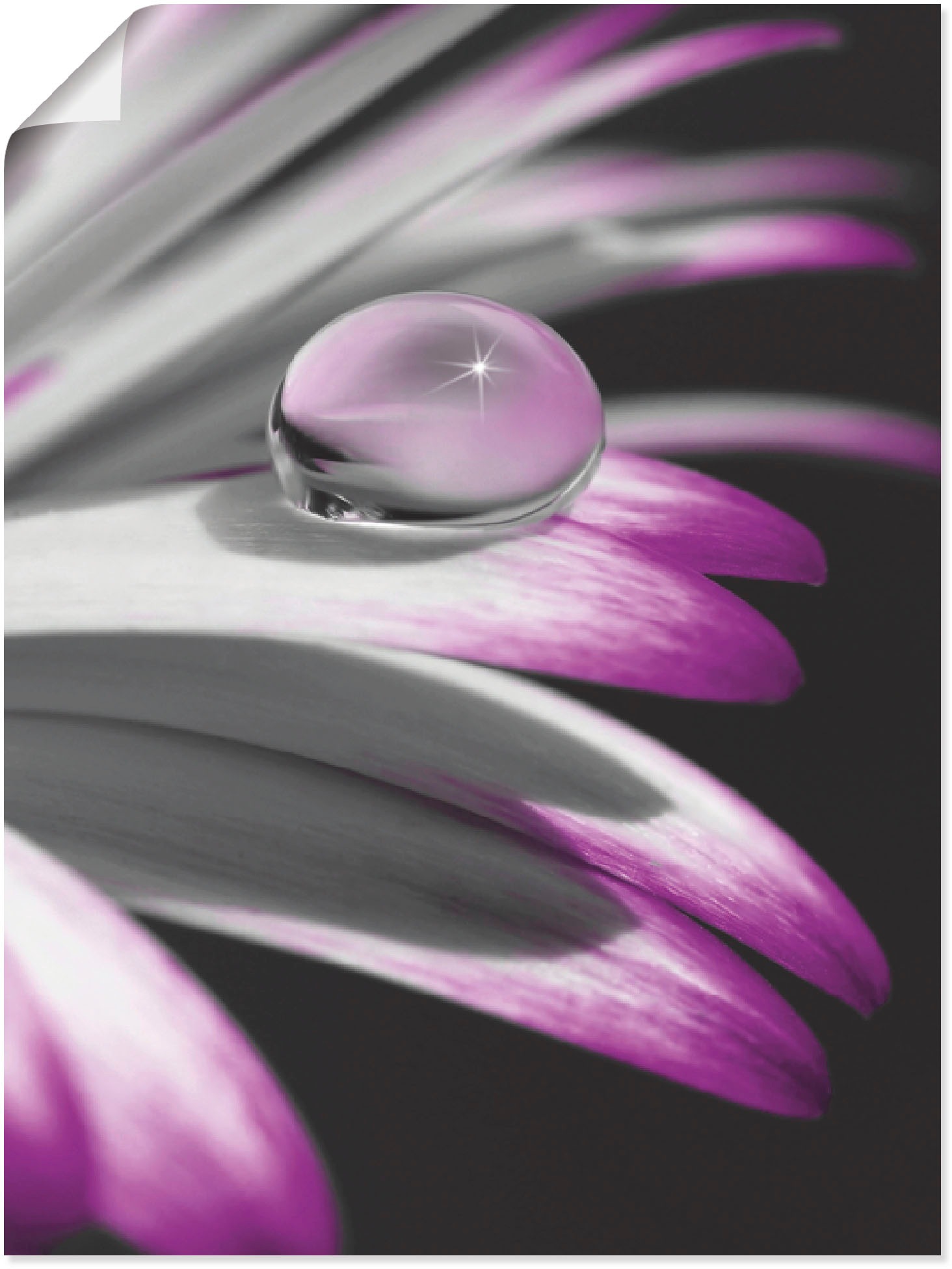 Artland Wandbild »Tropfen«, Blumen, (1 St.), in vielen Größen & Produktarten -Leinwandbild, Poster, Wandaufkleber / Wandtattoo auch für Badezimmer geeignet