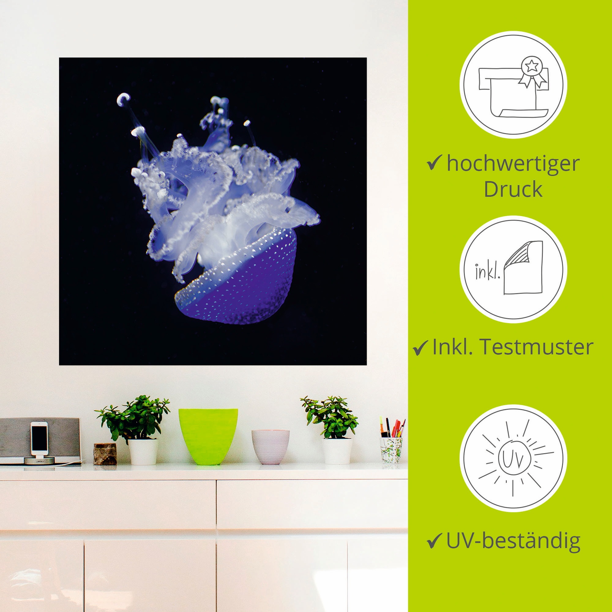 Artland Wandbild »Qualle Aquarium Zoo«, Wassertiere, (1 St.), als Poster, Wandaufkleber in verschied. Größen