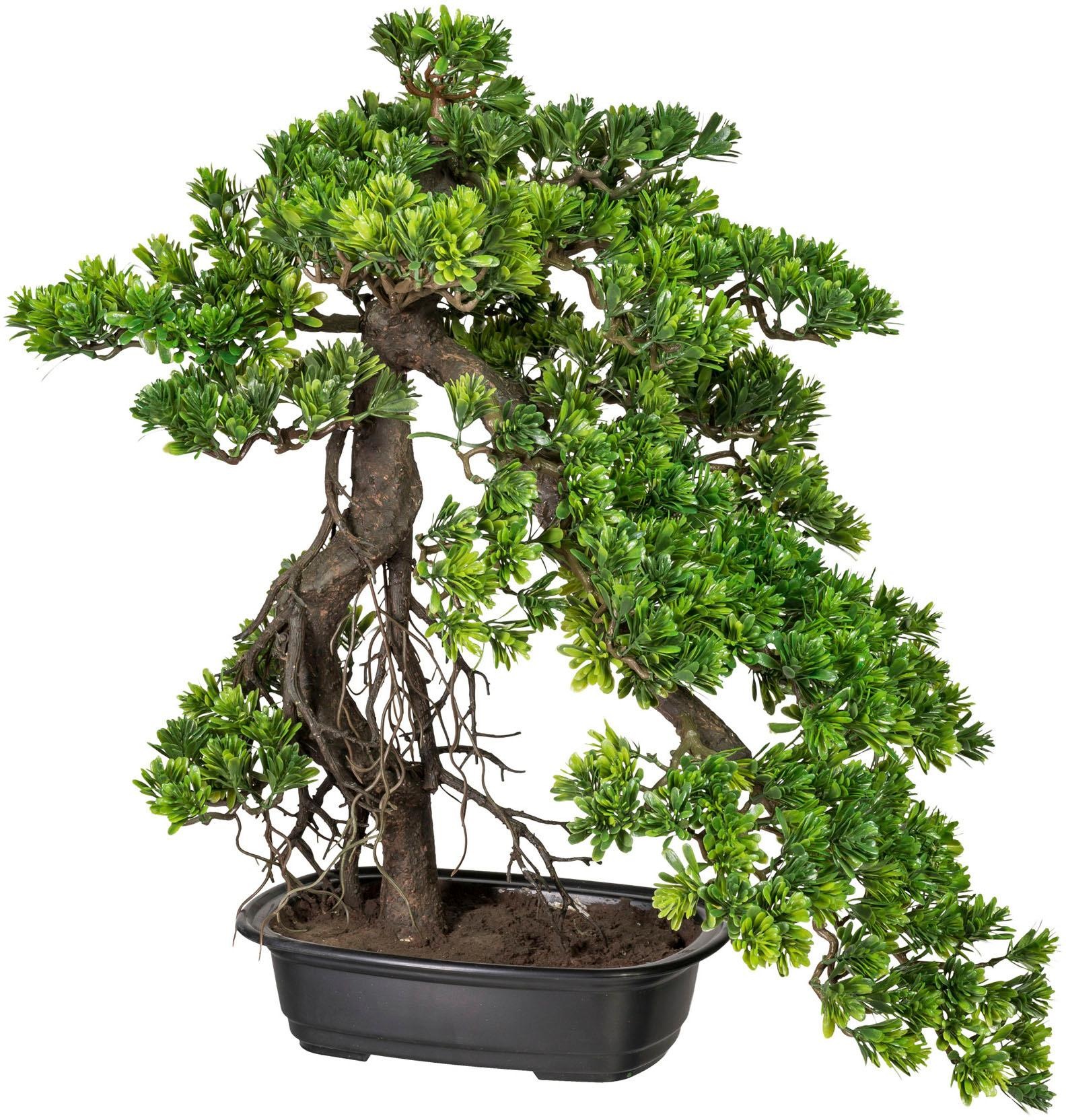 Creativ green Kunstbonsai »Bonsai Podocarpus«