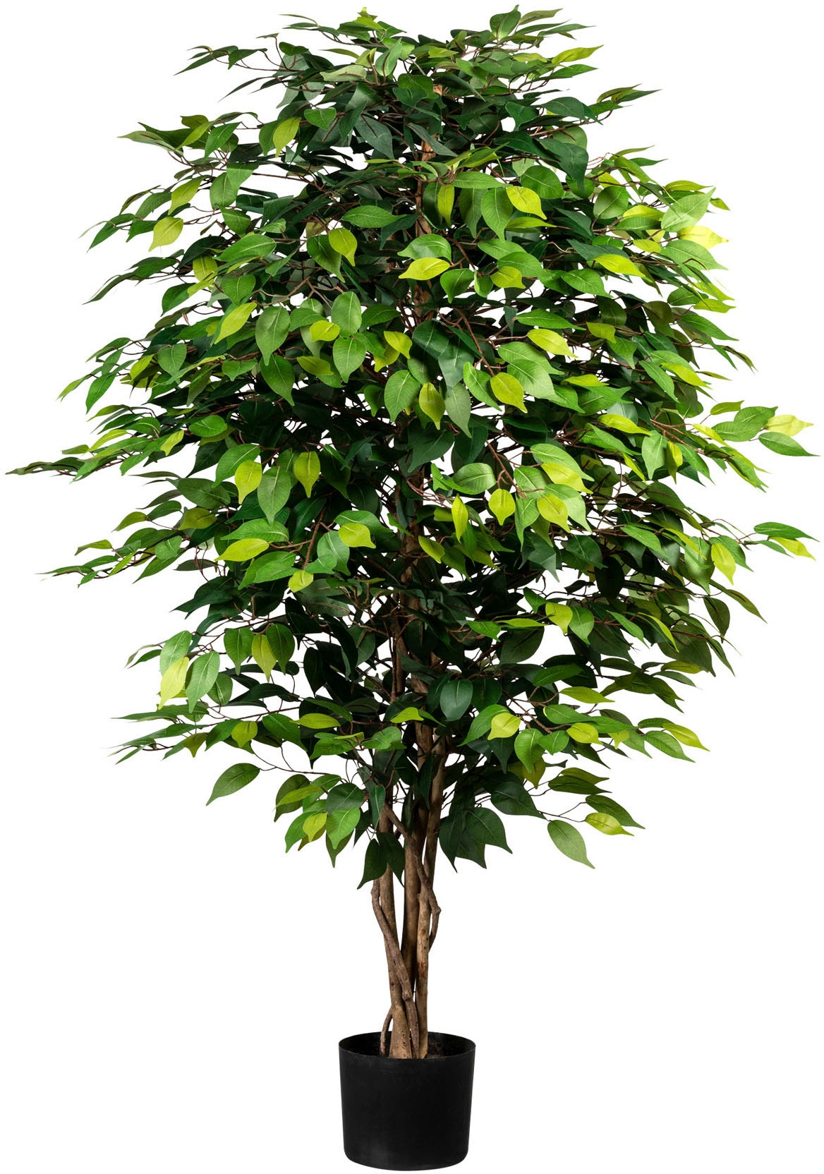 Creativ Green Kunstpflanze »Ficus Benjamini« in grün, Größe B/H/L: 150 cm