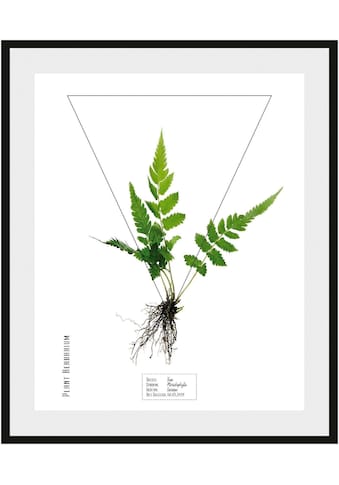 andas Bild »Pflanze Fem«, mit Rahmen kaufen