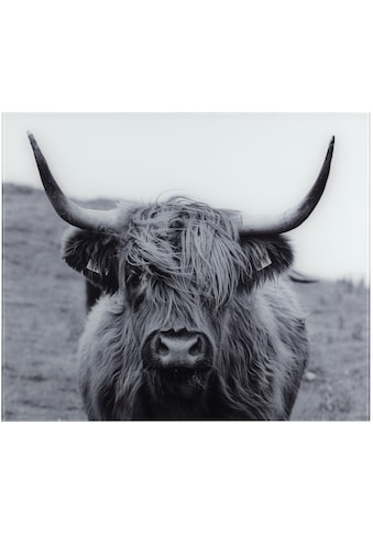 WENKO Küchenrückwand »Highland Cattle«, gehärtetes Glas, 60x50 cm kaufen