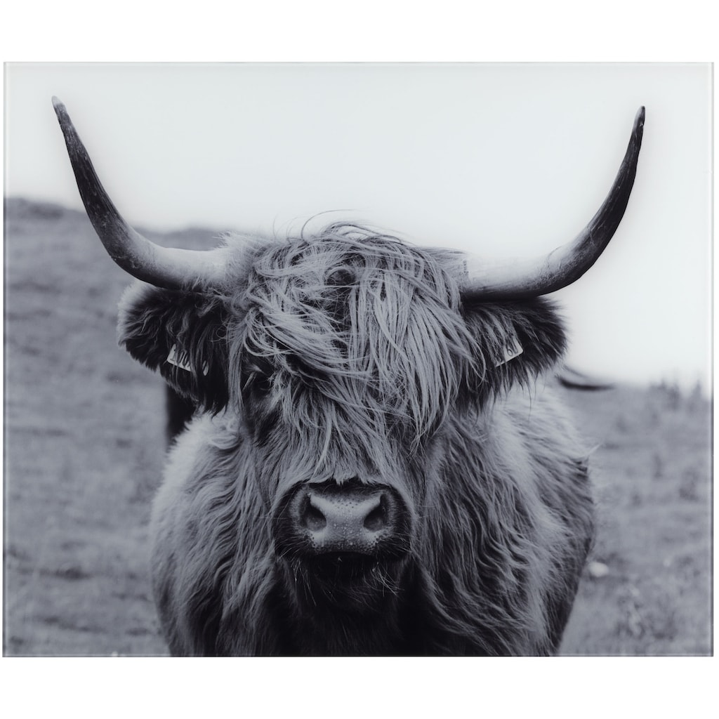 WENKO Küchenrückwand »Highland Cattle«